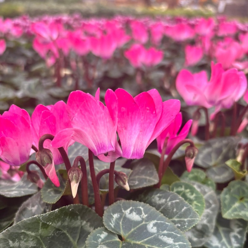 Cyclamen mini pink 10.5cm