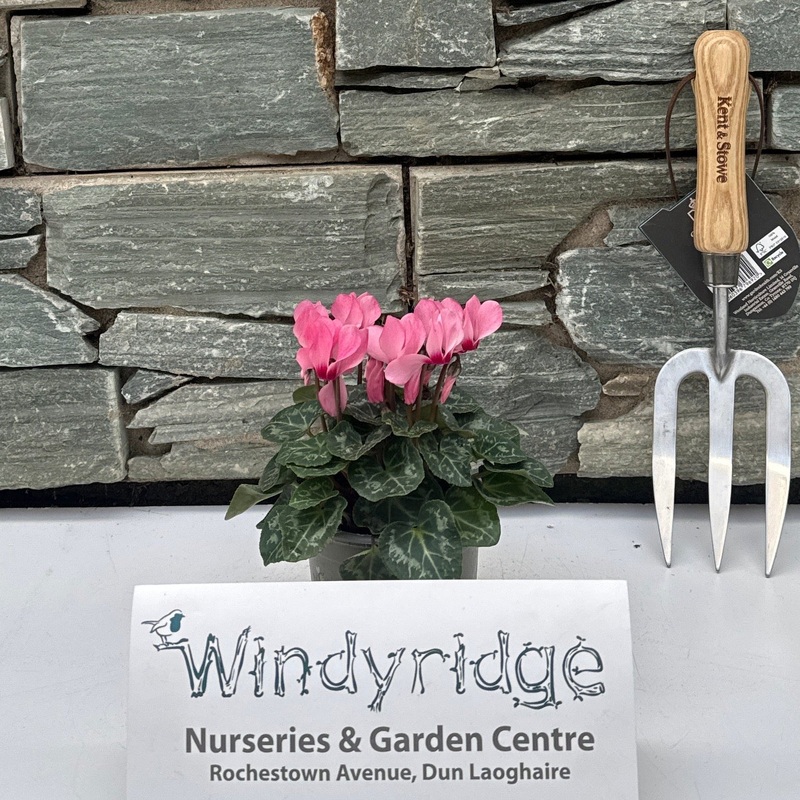 Cyclamen pink blush 10.5cm