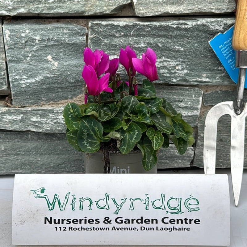 Cyclamen Purple 10.5cm