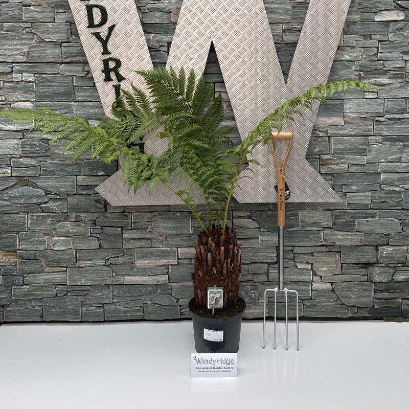 Dicksonia Antarctica 45cm 1.5ft