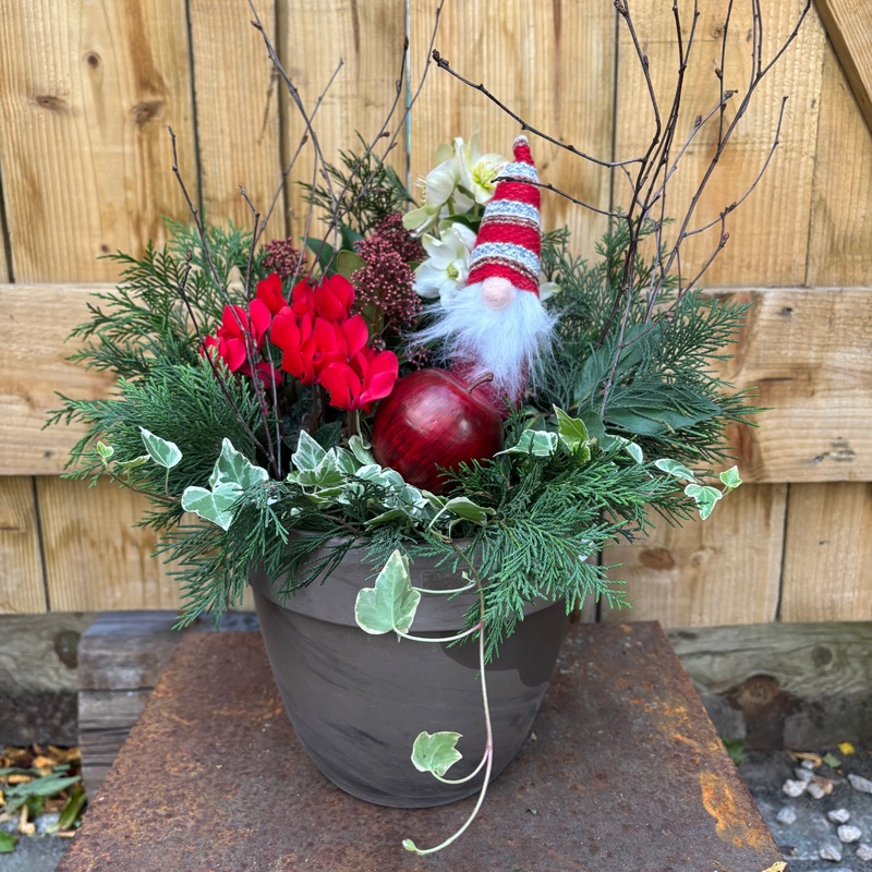 Festive Potting Up with Martina Saturday 6th December (10:30 am)