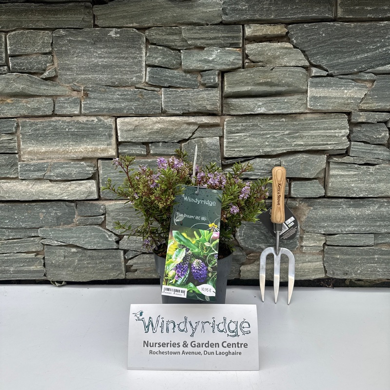 Hebe Blue Dream iBE (R)