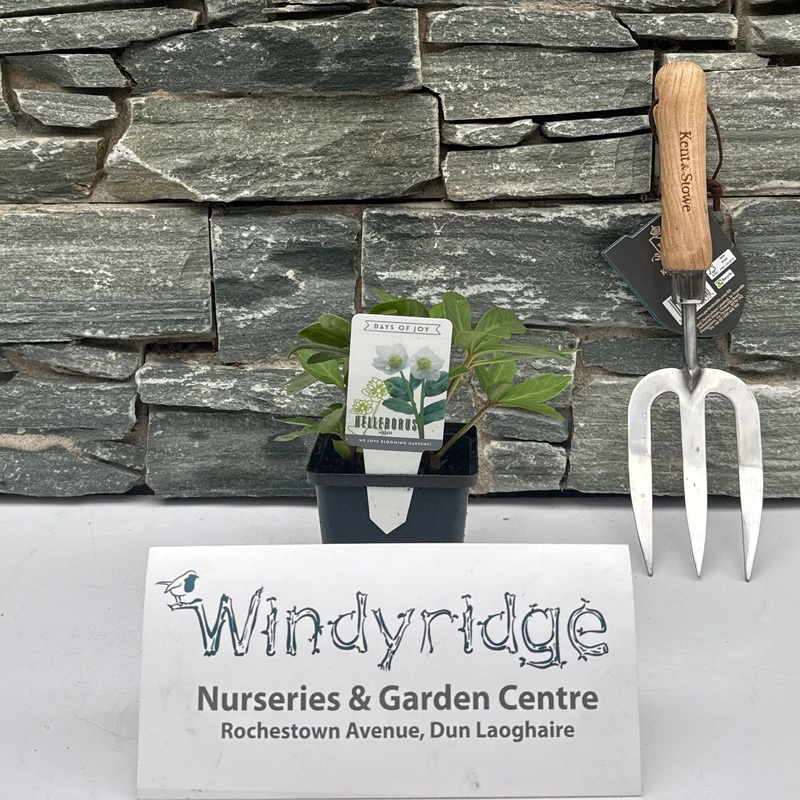 Helleborus Niger P9 20cm