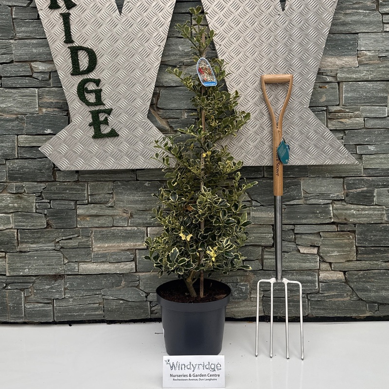 Ilex aquif Argentea Marginata  100-125 CM C10