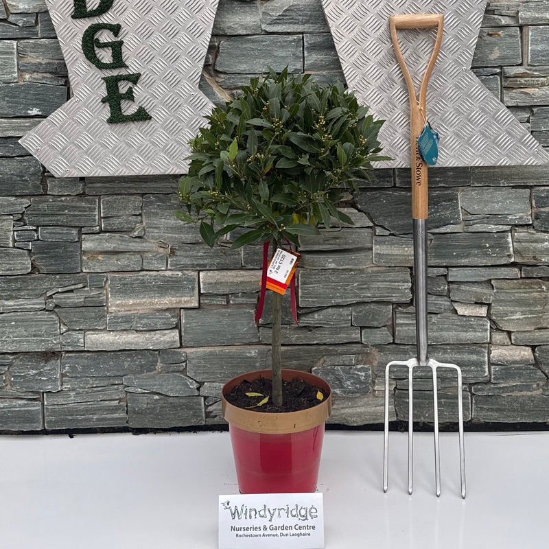 LAURUS NOBILIS BOL OP 1/4 STAM 35/40 P 20 RED GOLD POT P25