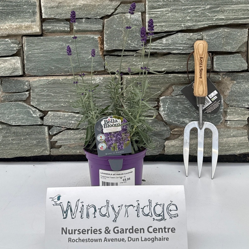 LAVANDULA an. Hidcote (Lavender)