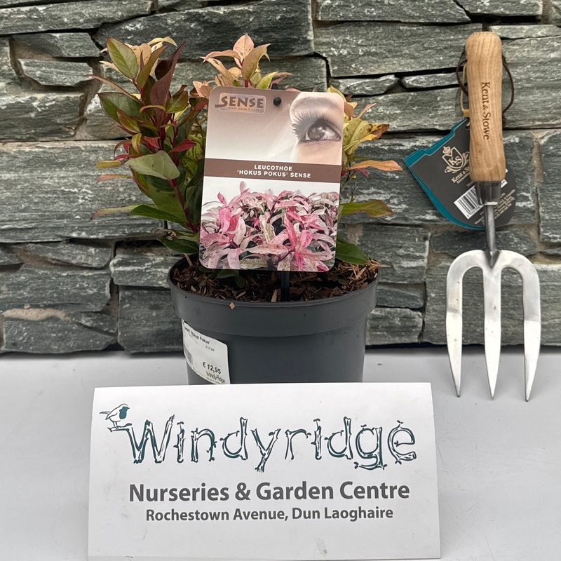 Leucothoe walt Hokus Pokus  2 Ltr pot