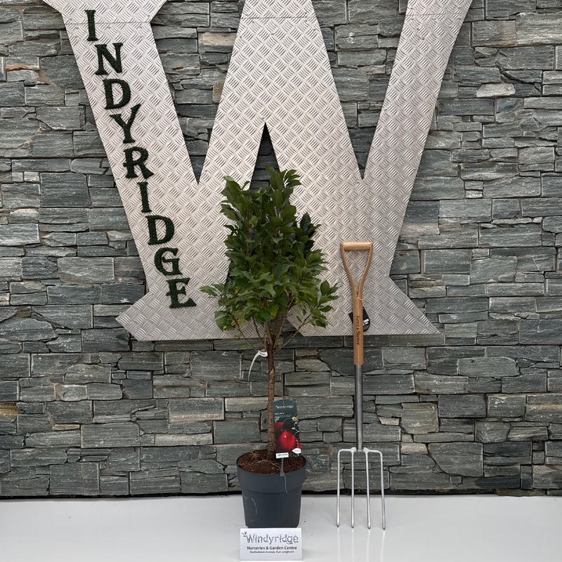 Patio Cherry Piemont (Prunus avium) CAC