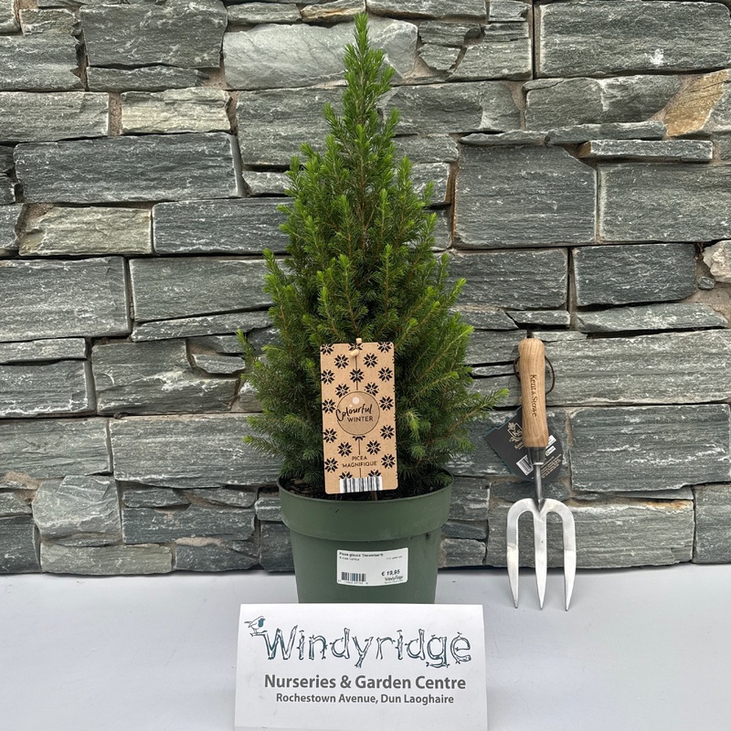 Picea glauca December  3 Ltr, green pot