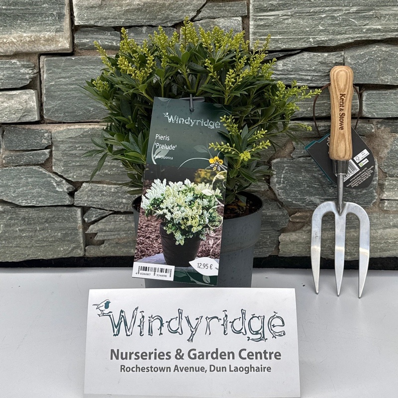 Pieris japonica Prelude