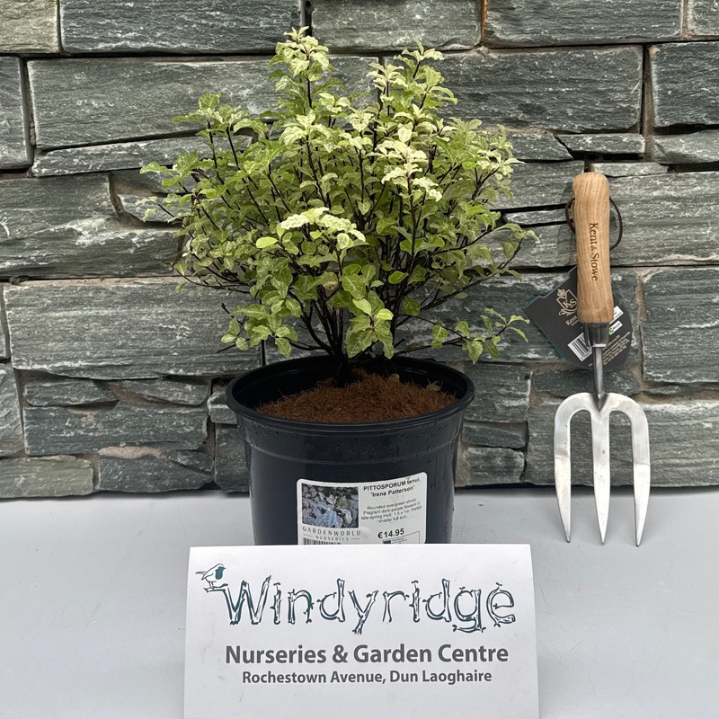 PITTOSPORUM tenui. Irene Patterson