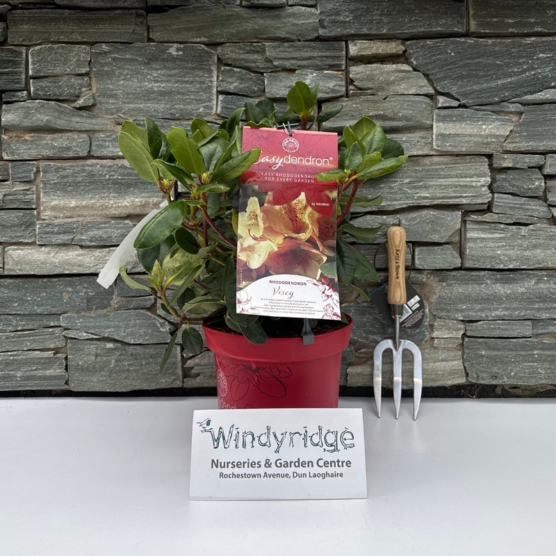 Rhododendron Hybr.Viscy III