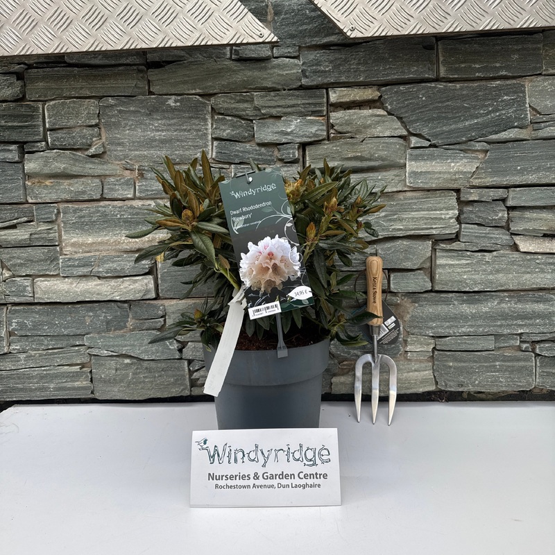 Rhododendron roxieanum Blewbury