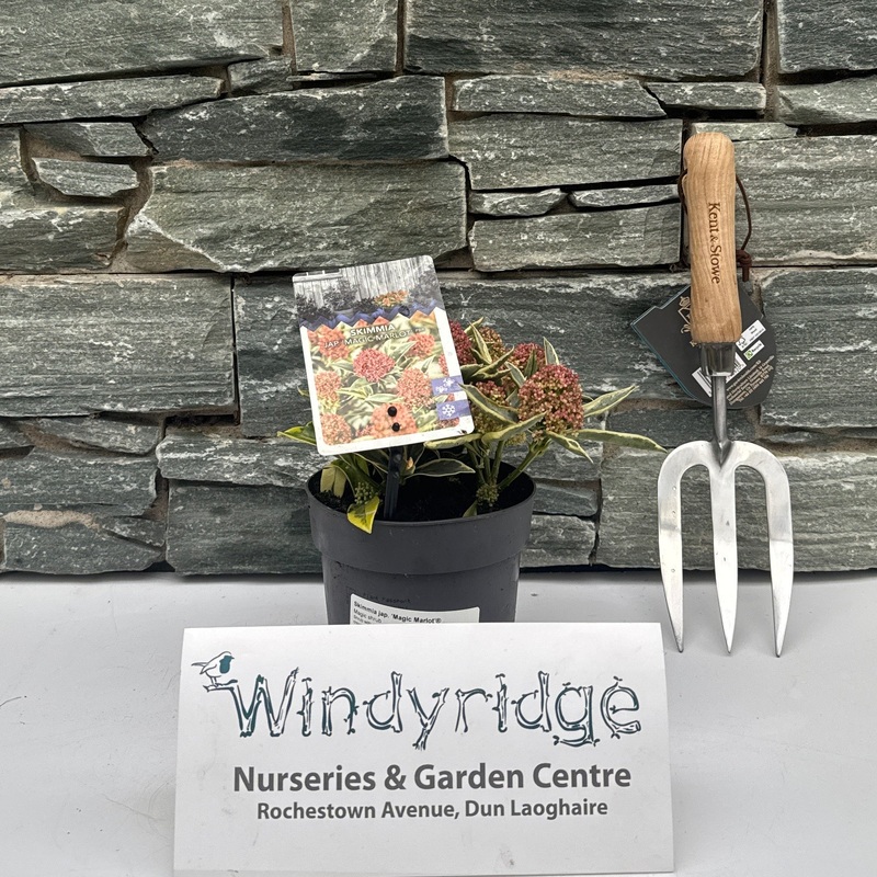 Skimmia jap. Magic Marlot  P13  8-10 flwr.