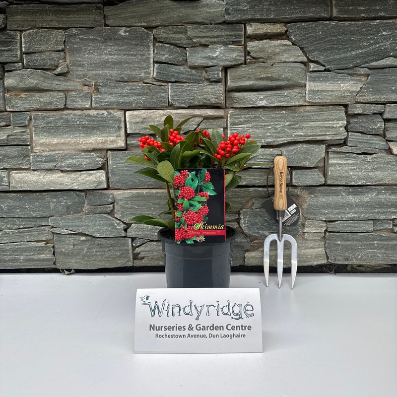 Skimmia jap Temptation  C2 8-9 clusters