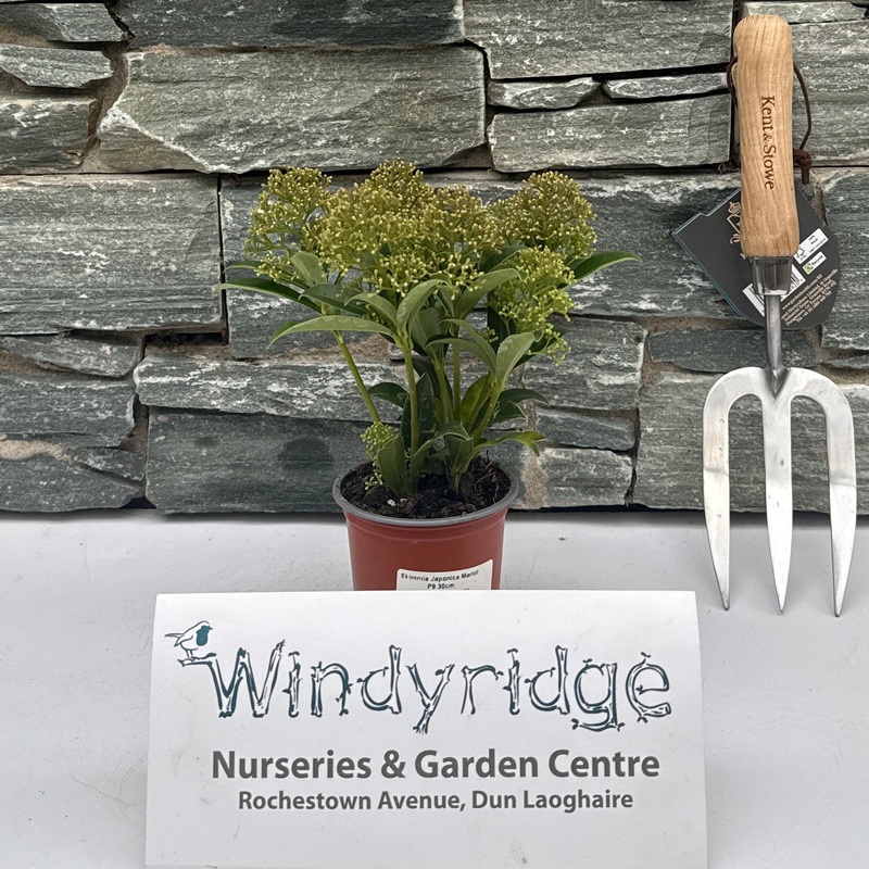 Skimmia Japonica Marlot P9 30cm