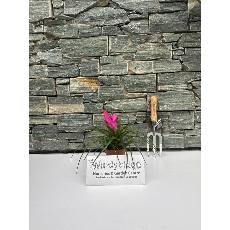 Tillandsia cyn Josee  P10.5