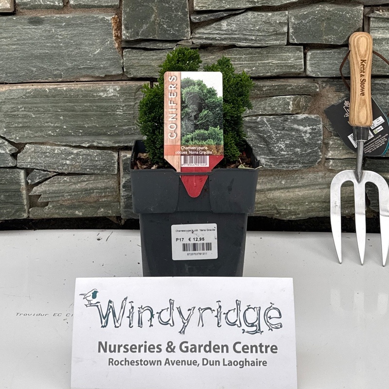 Chamaecyparis obtusa Nana Gracillis P17