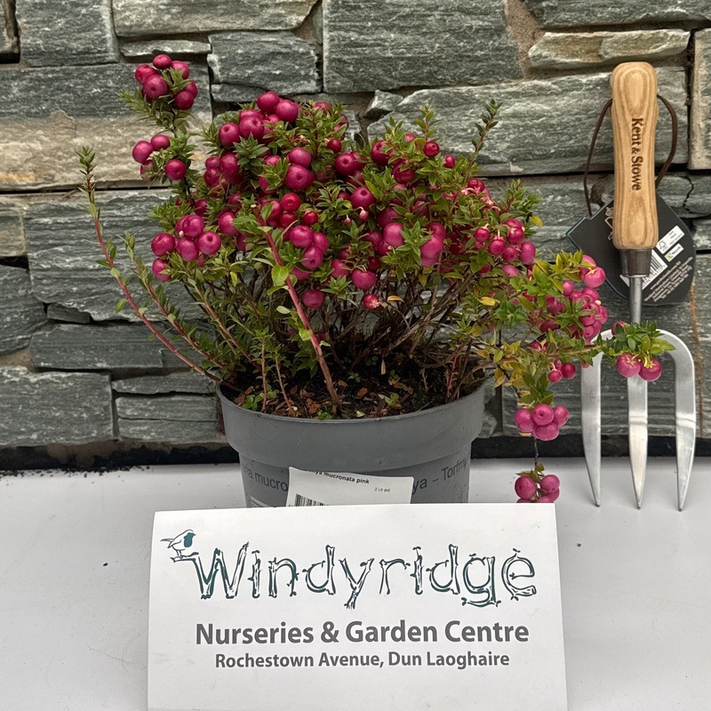 Pernettya mucronata pink  2 Ltr pot