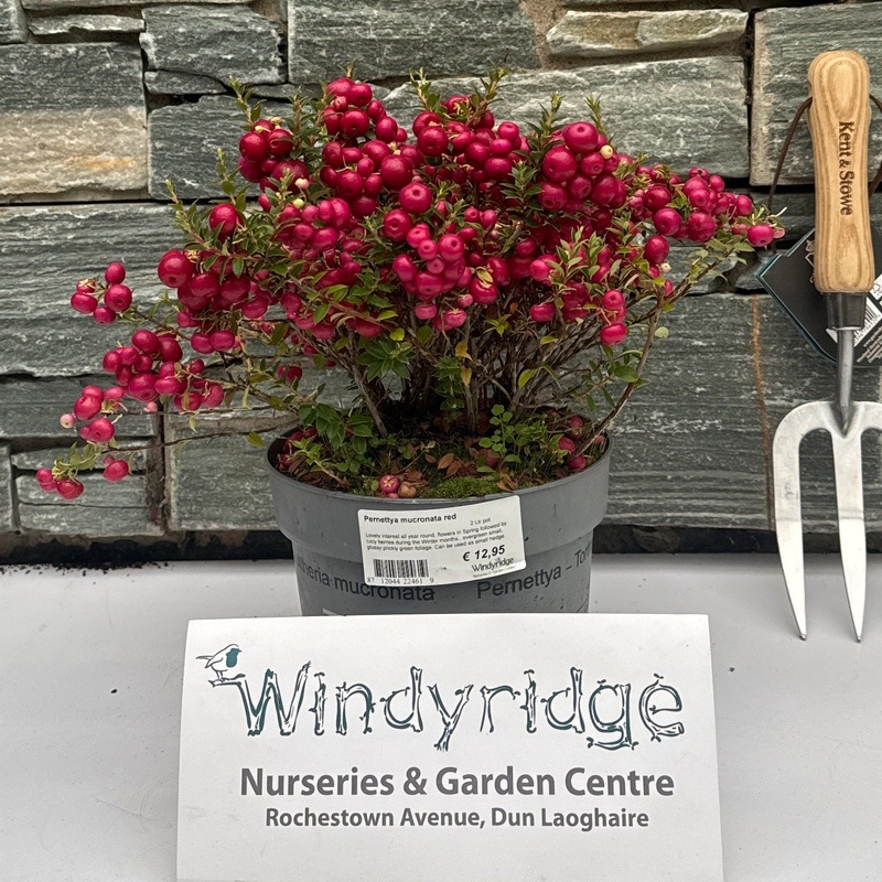 Pernettya mucronata red  2 Ltr pot