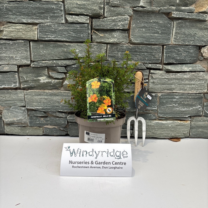 POTENTILLA FRUT. BELLA SOL