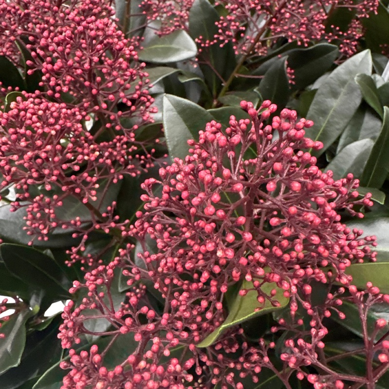Skimmia jap. Rubella  C35