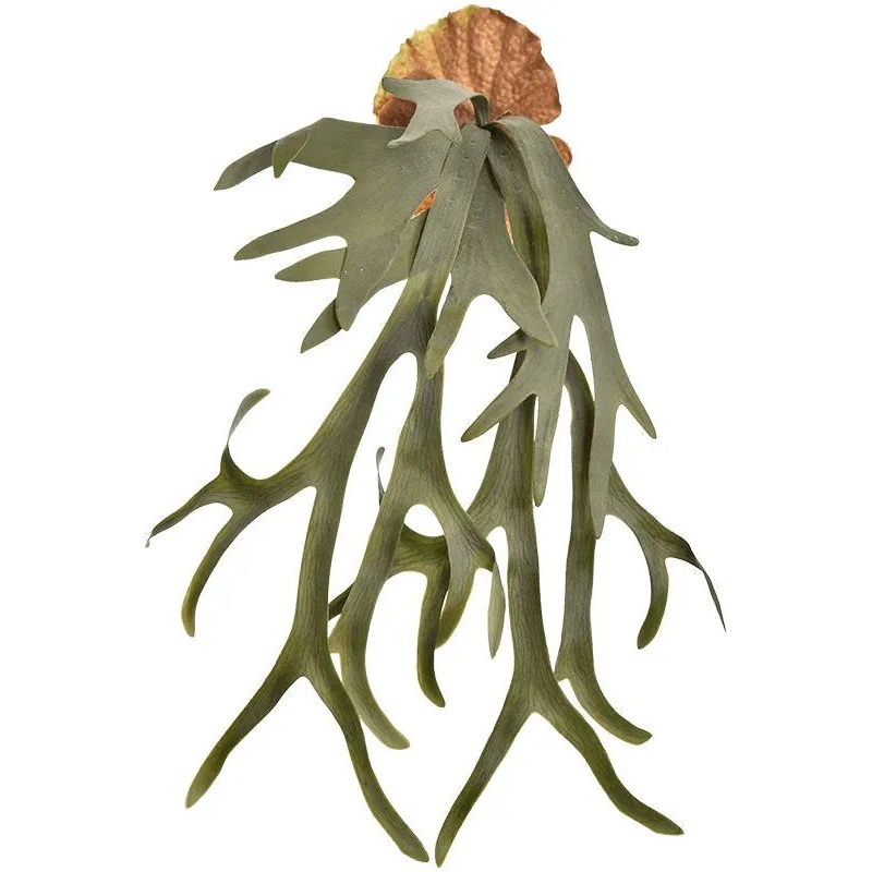 Staghorn Fern Artificial Plant Premium Faux 65cm Height