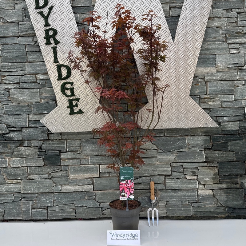 Acer palmatum Skeeters Broom