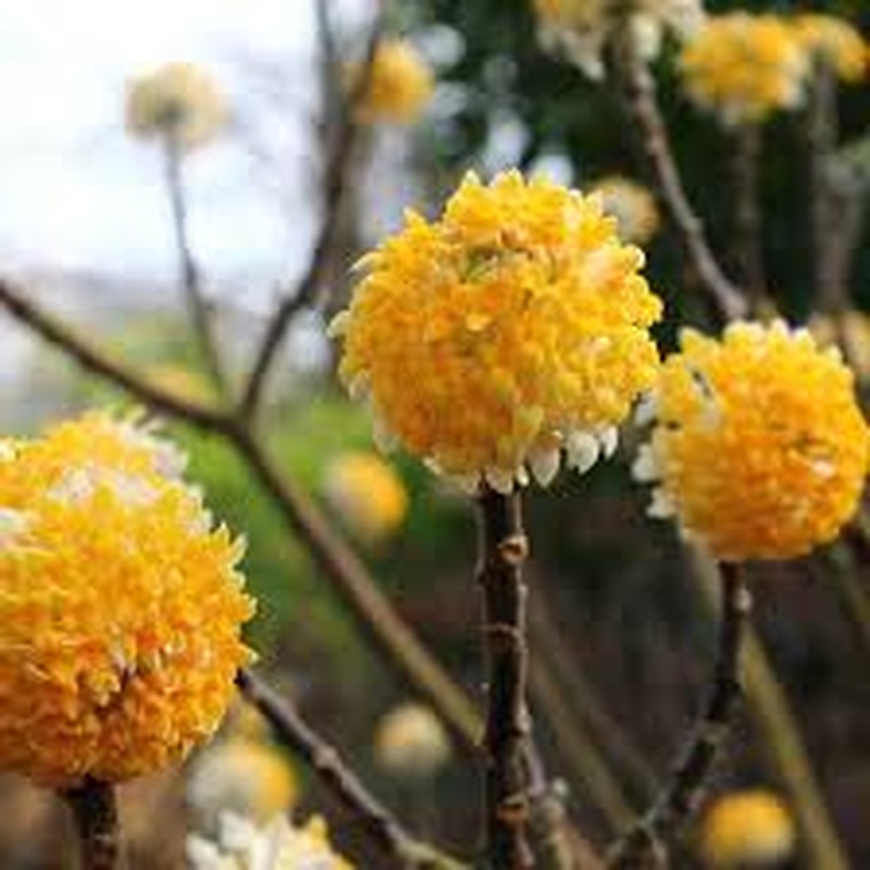 EDGEWORTHIA CHRYSANTHA HONEY SUNSHINE