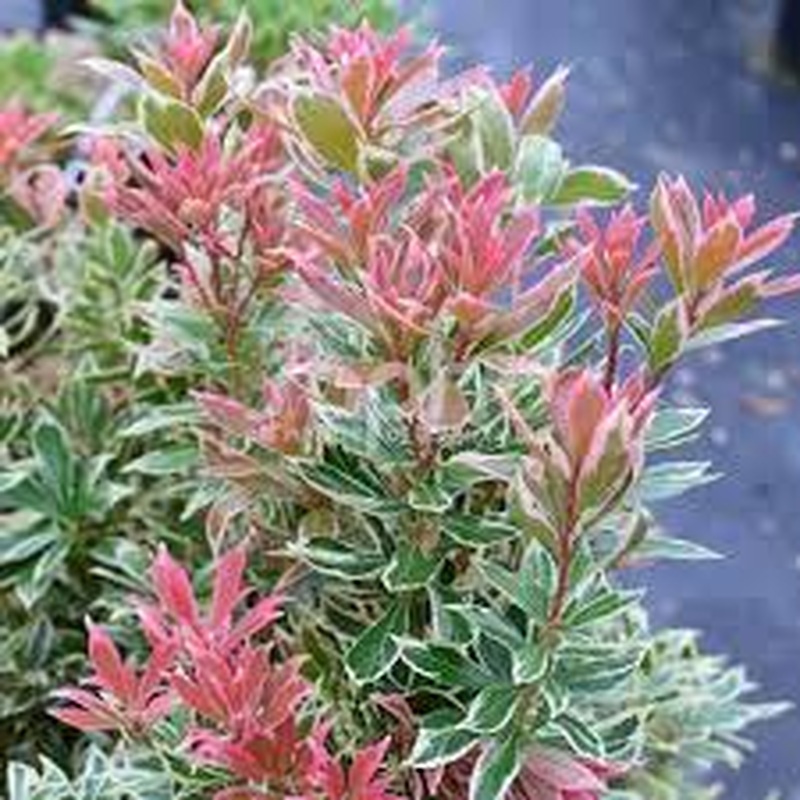 Pieris japonica Little Frosty (pbr)