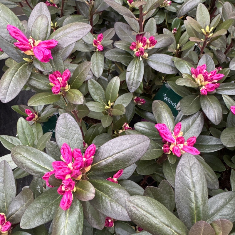 Rhododendron carolinianum Elite Star