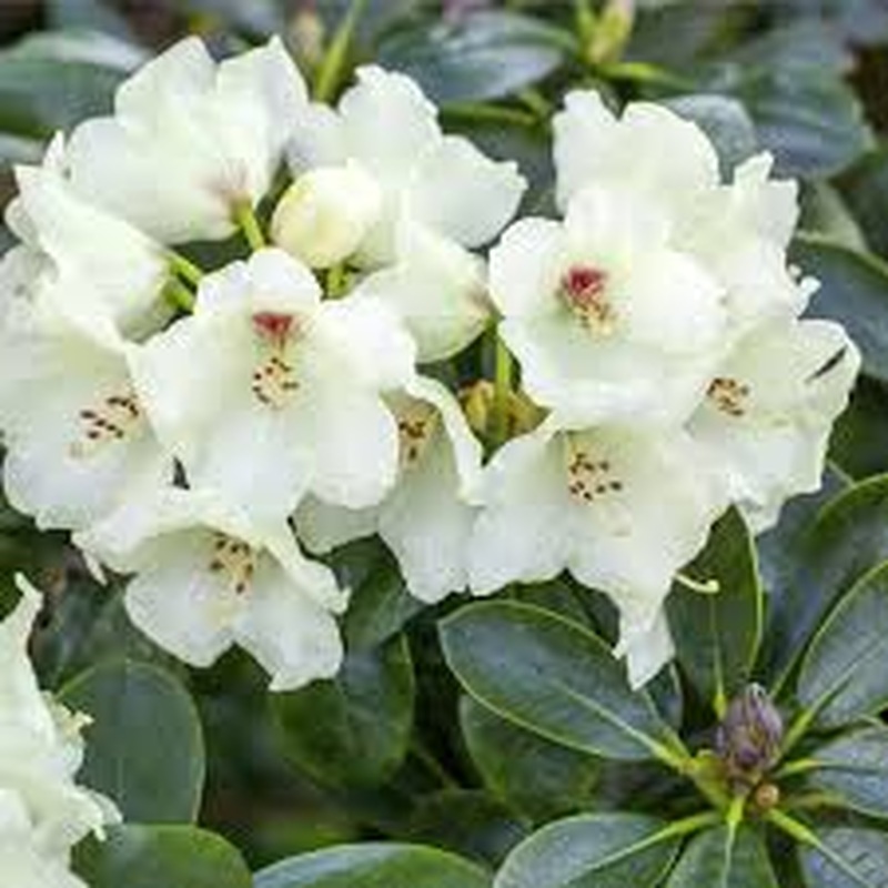 Rhododendron hanceanum Shamrock