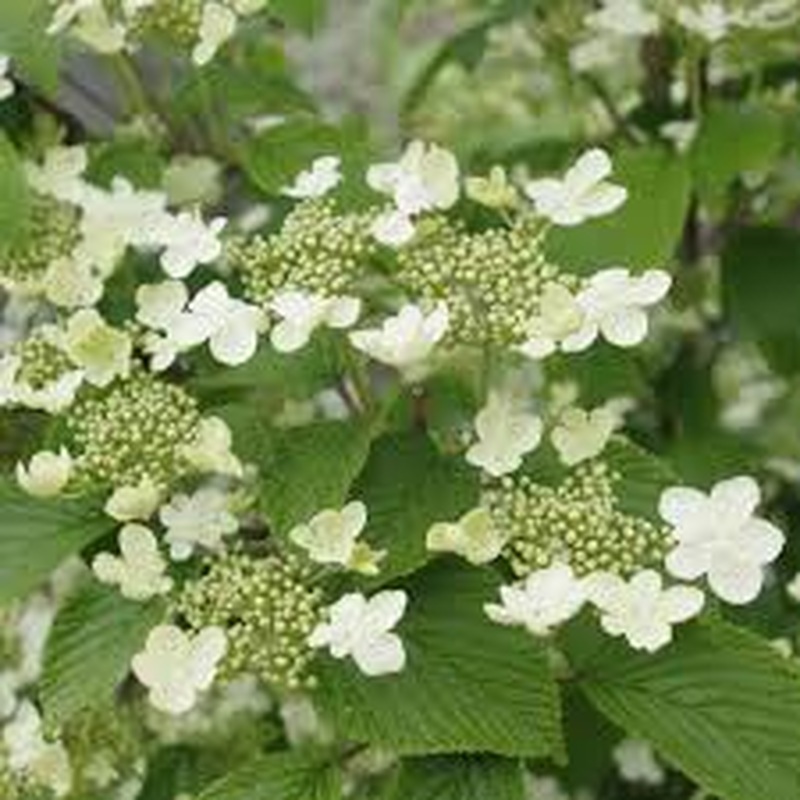 Viburnum plicatum Kilimandjaro