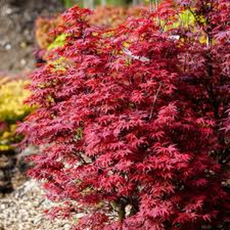 ACER P. TWOMBLYS RED SENTINEL