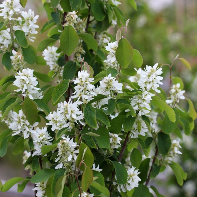 Amelanchier aln. Obelisk