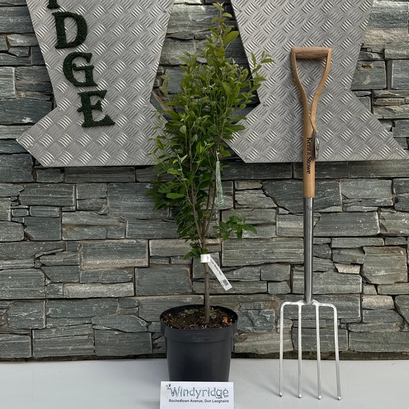 Amelanchier can. Rainbow Pillar