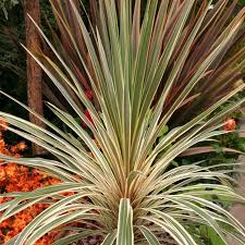 CORDYLINE A. TORBAY DAZZLER