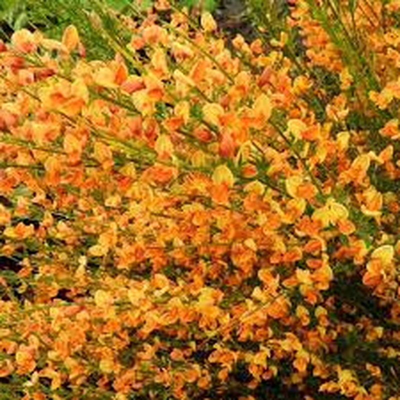 Cytisus Apricot Gem