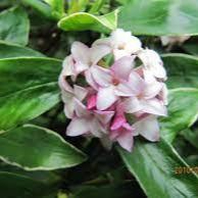 Daphne odora Aureomarginata  2 Ltr pot