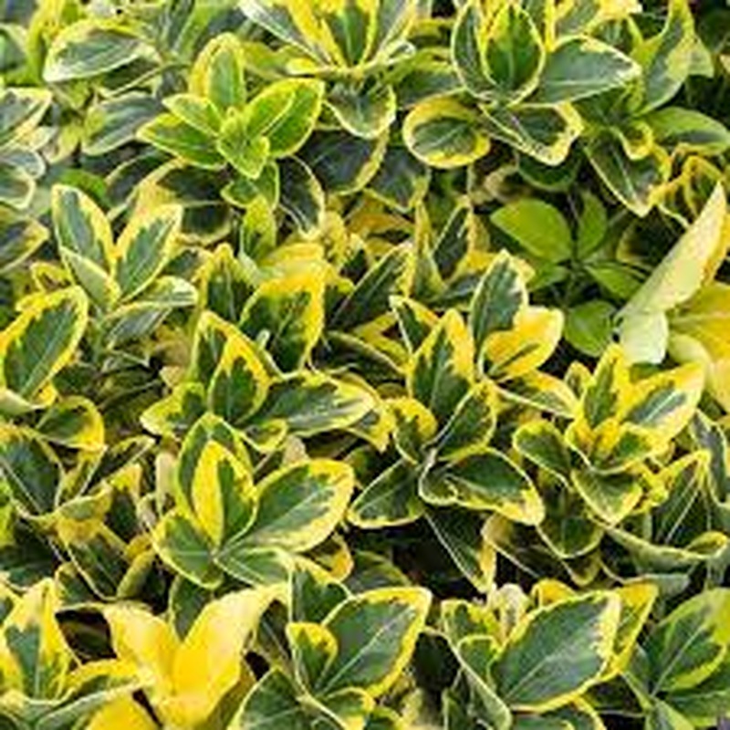 Euonymus Marieke