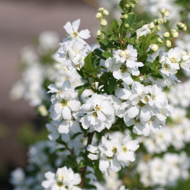 Exochorda r. Magical Springtime