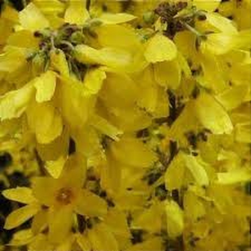Forsythia int. Goldrausch