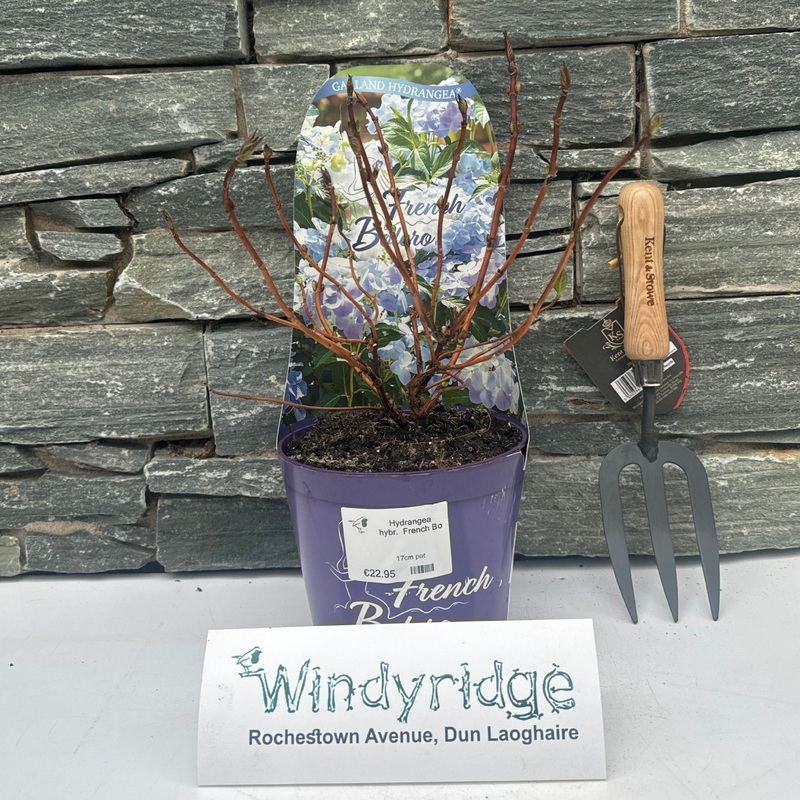 Hydrangea hybr. French Bolero Blue