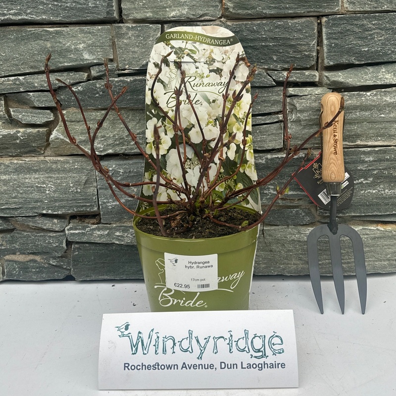 Hydrangea hybr. Runaway Bride