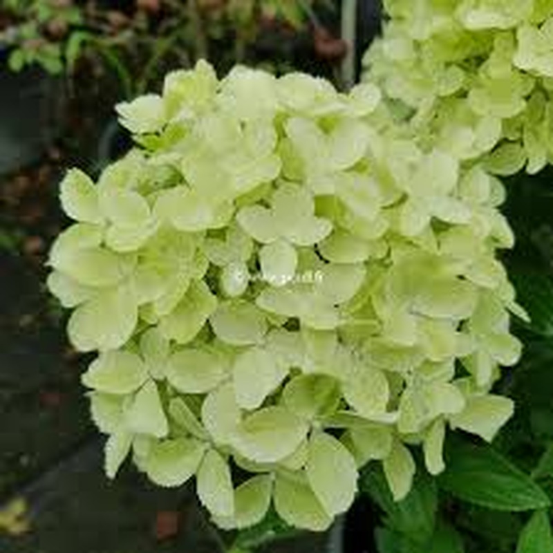 Hydrangea pan. Gardenlight Whitelight