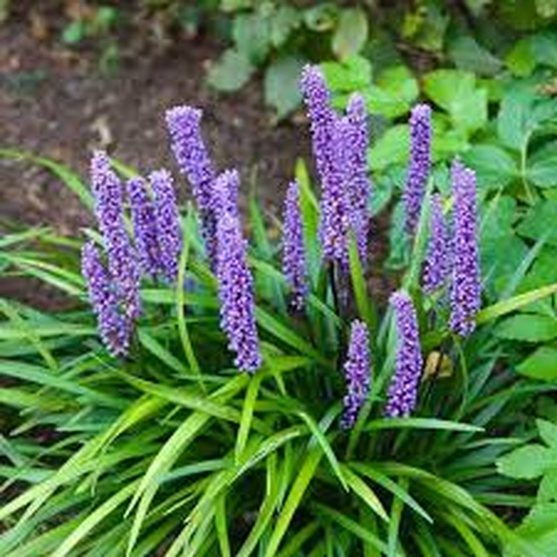 Liriope muscari  Big Blue