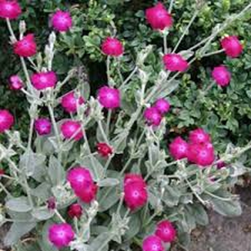 Lychnis coronaria Atrosanguinea