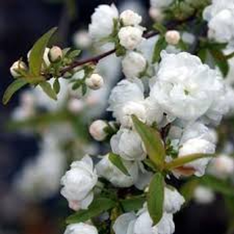 Prunus glan. Alba Plena