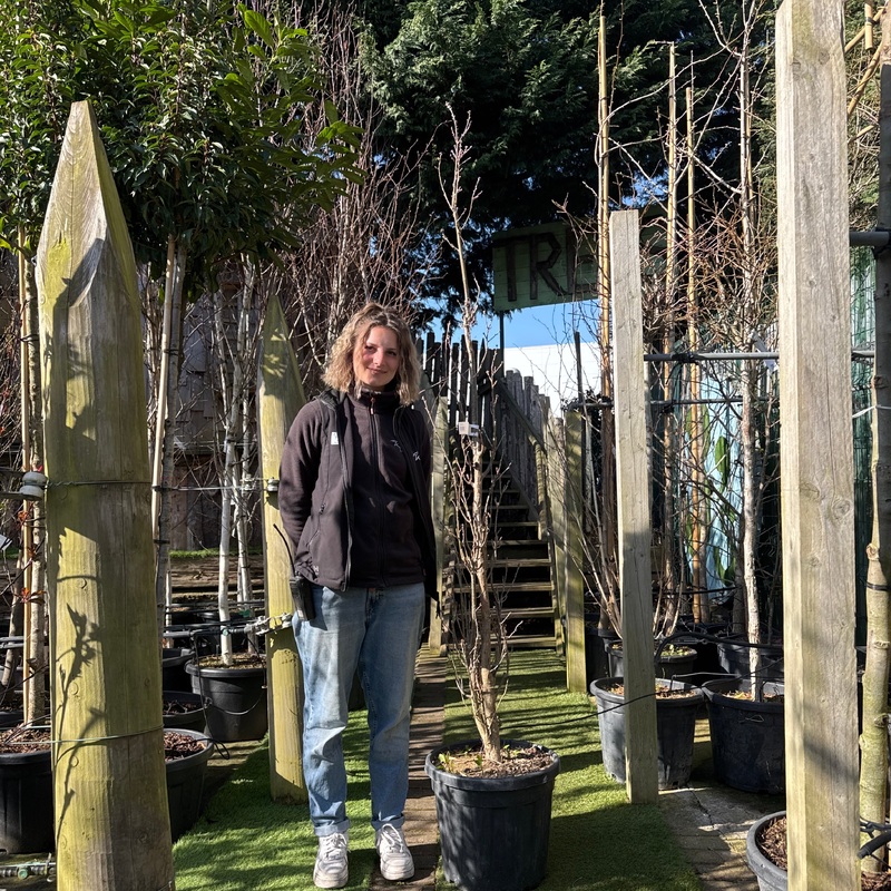 QUERCUS X BIM.CRIMSON SPIRE CLT 30 H 200 - 250 CM    RAMIF.