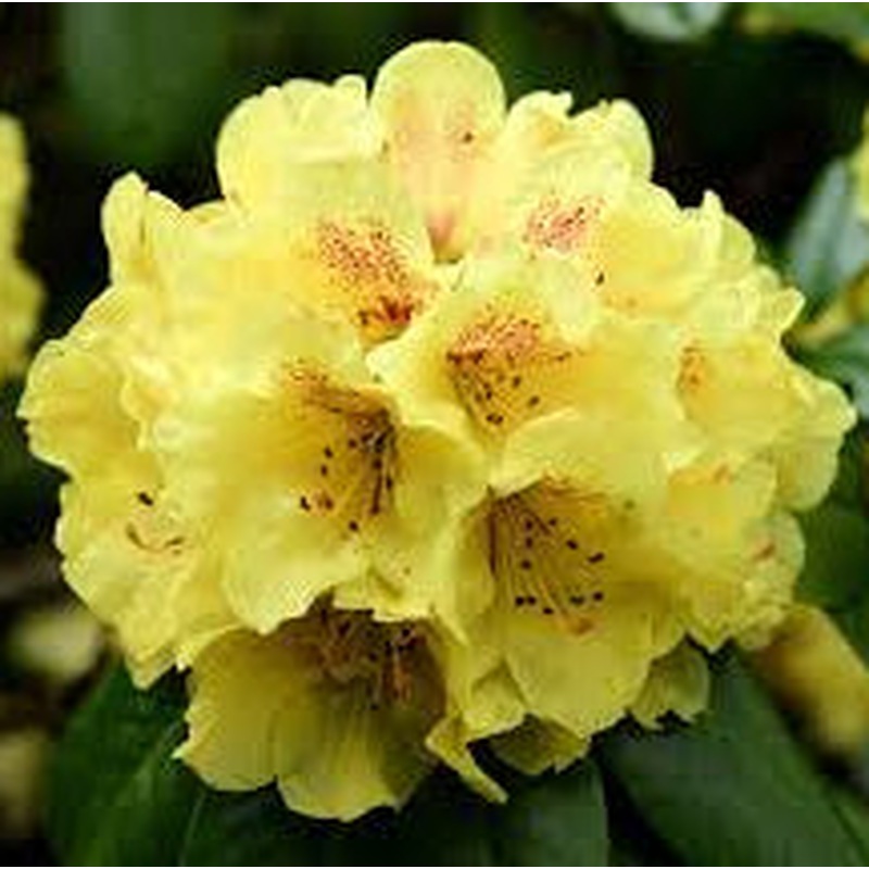Rhododendron (AZ) Parfumollis Sweet Yellow